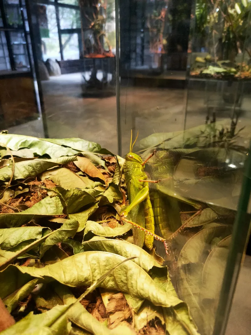 台灣昆蟲館 - 新竹館