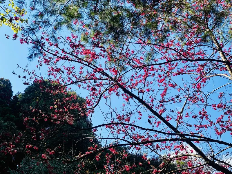 加里山登山口森林露營區