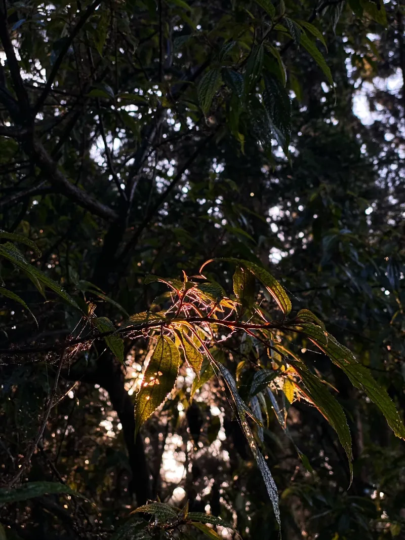 油羅山第三登山口