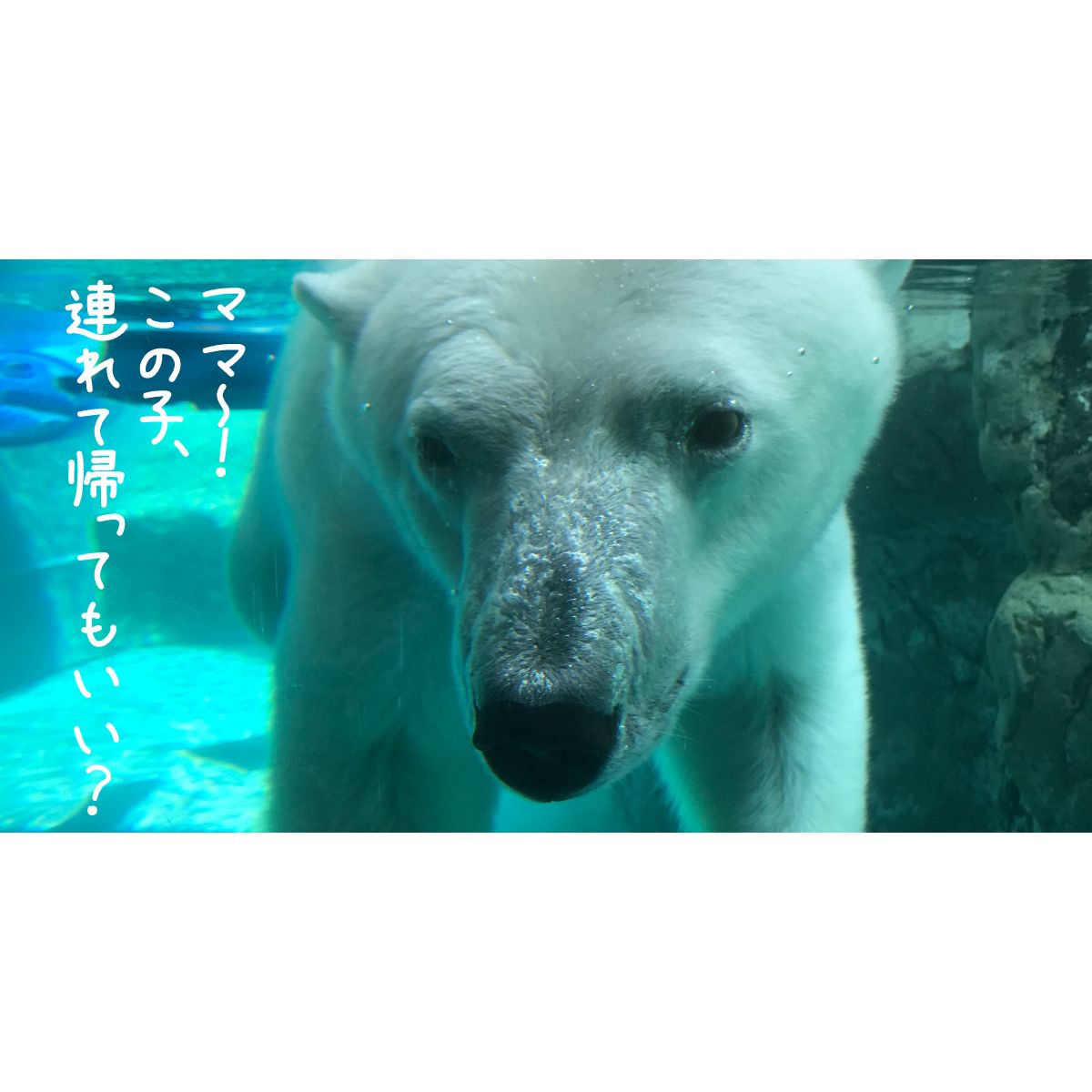 夏休みは旭山動物園へ北海道で子連れ家族旅行 Funliday Japan Funliday Travel Blog